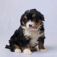 Arya, a female Miniature Bernedoodle for sale in Apple Creek, OH – Photo 1 of 3