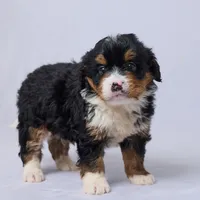 Arya, a female Miniature Bernedoodle for sale in Apple Creek, OH – Photo 2 of 3