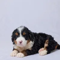 Ava, a female Miniature Bernedoodle for sale in Apple Creek, OH – Photo 2 of 2