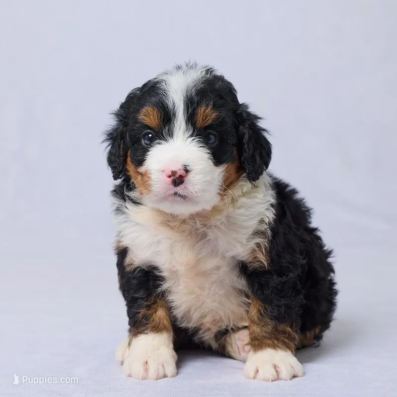 Ava – Miniature Bernedoodle puppy for sale in Apple Creek, OH