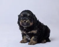 Oscar, a male Cavapoo for sale in Apple Creek, OH – Photo 2 of 2