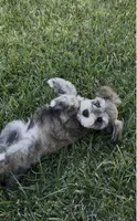 Loki, a male Miniature Schnauzer for sale in Saint George, UT – 2 of 7
