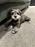 Loki, a male Miniature Schnauzer for sale in Saint George, UT – 5 of 7