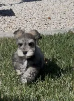 Loki, a male Miniature Schnauzer for sale in Saint George, UT – 3 of 7