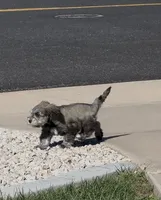 Loki, a male Miniature Schnauzer for sale in Saint George, UT – 4 of 7