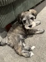Loki, a male Miniature Schnauzer for sale in Saint George, UT – 6 of 7
