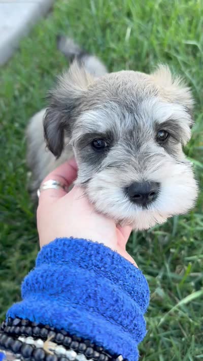 Loki, a male Miniature Schnauzer for sale in Saint George, UT – 7 of 7