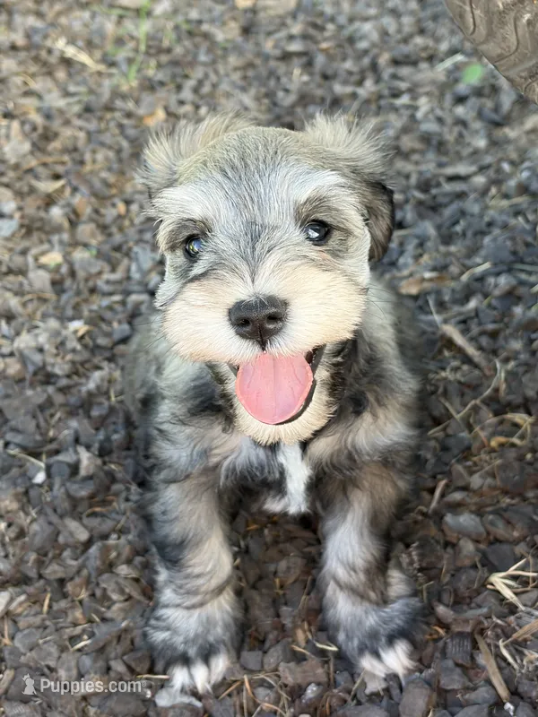 Loki – Miniature Schnauzer puppy for sale in Saint George, UT