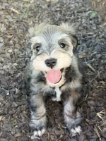 Loki, a male Miniature Schnauzer for sale in Saint George, UT – 1 of 7