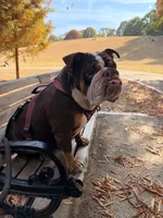 Bella, a female English Bulldog for sale in Atlanta, GA – Photo 3 of 3