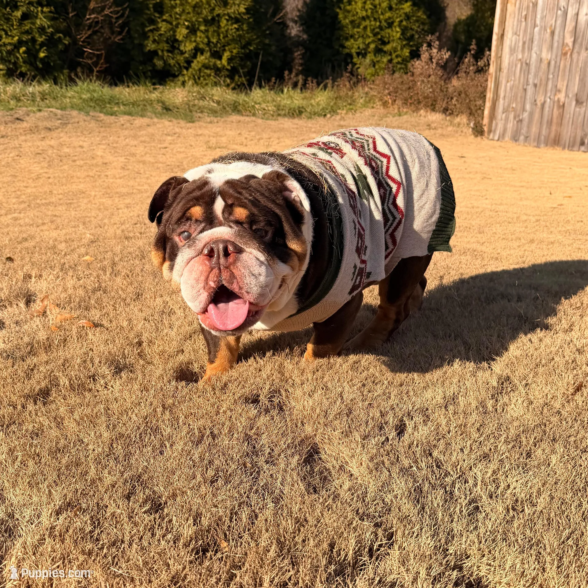 Anah, a female English Bulldog for sale in Atlanta, GA – Photo 8 of 8