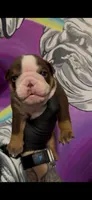 Princess, a female English Bulldog for sale in Atlanta, GA – Photo 2 of 9