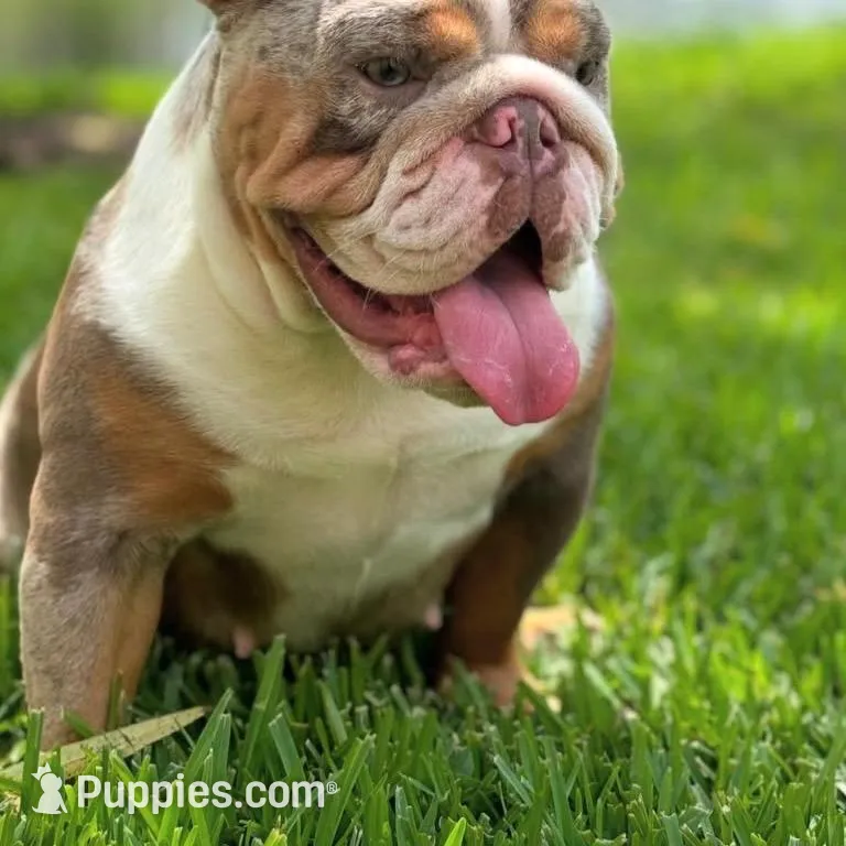 Princess, a female English Bulldog for sale in Atlanta, GA – Photo 7 of 9