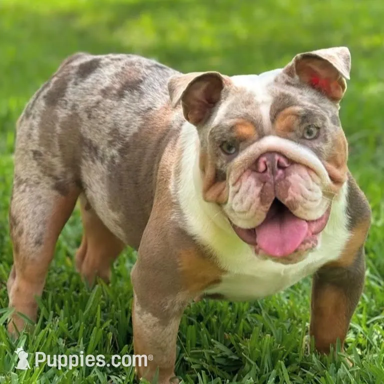 Princess, a female English Bulldog for sale in Atlanta, GA – Photo 8 of 9