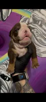 Princess, a female English Bulldog for sale in Atlanta, GA – Photo 3 of 9