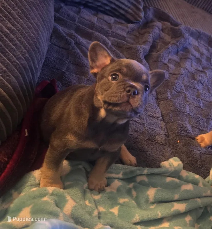N/A – French Bulldog puppy for sale in San Antonio, TX