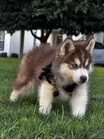 Siberian Husky, a male Siberian Husky for sale in Austin, TX – 2 of 4