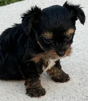 Theodore, a male Yorkshire Terrier for sale in Miami, FL – 3 of 5