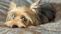 Mauz, a female Yorkshire Terrier for sale in Miami, FL – 3 of 10