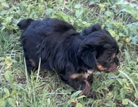 Theodore, a male Yorkshire Terrier for sale in Miami, FL – 4 of 5