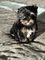 Theodore (teacup), a male Yorkshire Terrier for sale in Miami, FL – 2 of 10