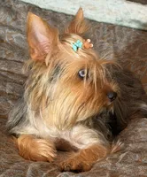 Mauz, a female Yorkshire Terrier for sale in Miami, FL – 2 of 10