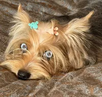 Mauz, a female Yorkshire Terrier for sale in Miami, FL – 5 of 10