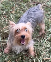 Mauz, a female Yorkshire Terrier for sale in Miami, FL – 9 of 10