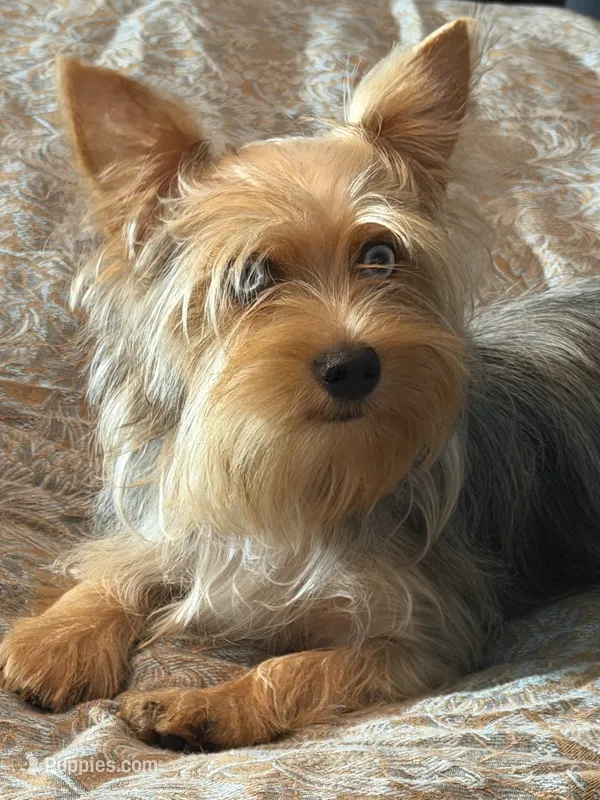 Mauz – Yorkshire Terrier puppy for sale in Miami, FL