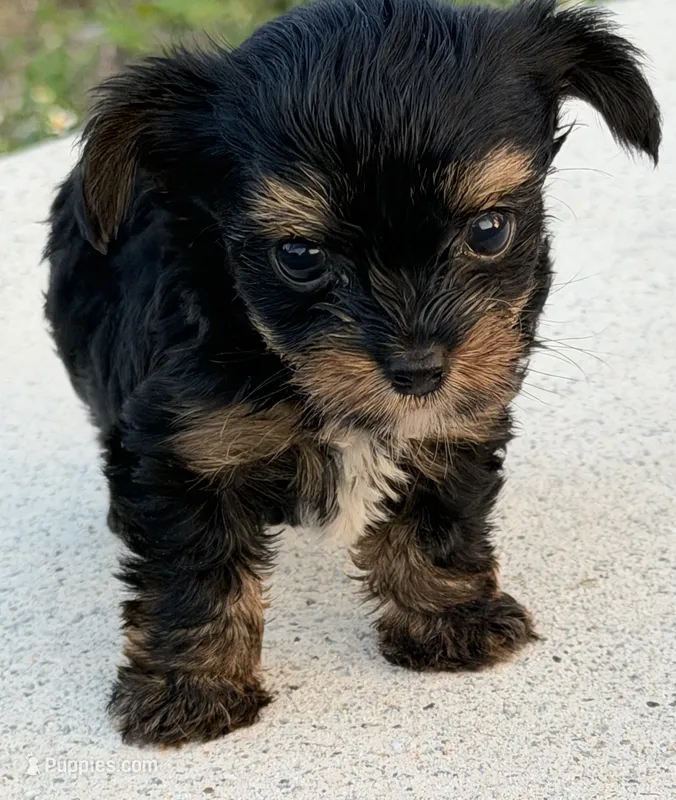 Theodore – Yorkshire Terrier puppy for sale in Miami, FL