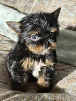 Theodore (teacup), a male Yorkshire Terrier for sale in Miami, FL – 5 of 10