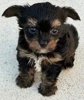 Theodore, a male Yorkshire Terrier for sale in Miami, FL – 2 of 5