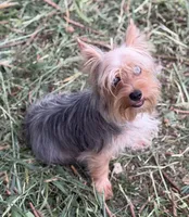 Mauz, a female Yorkshire Terrier for sale in Miami, FL – 7 of 10