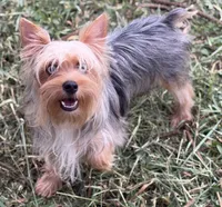 Mauz, a female Yorkshire Terrier for sale in Miami, FL – 6 of 10