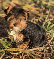 Tabatha , a female Yorkshire Terrier for sale in Miami, FL – Photo 2 of 4