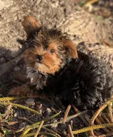 Tabatha , a female Yorkshire Terrier for sale in Miami, FL – Photo 3 of 4