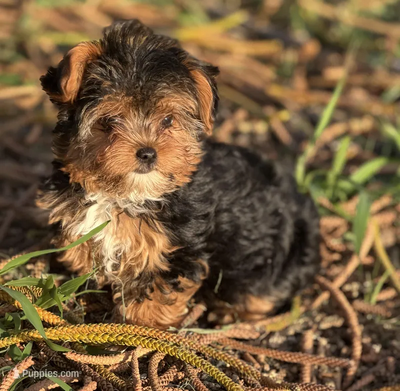 Tabatha  – Yorkshire Terrier puppy for sale in Miami, FL
