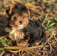 Tabatha , a female Yorkshire Terrier for sale in Miami, FL – Photo 1 of 4