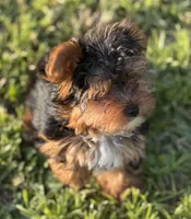 Tabatha , a female Yorkshire Terrier for sale in Miami, FL – Photo 4 of 4