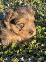 Mauz, a female Yorkshire Terrier for sale in Miami, FL – 10 of 10