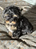 Theodore (teacup), a male Yorkshire Terrier for sale in Miami, FL – 3 of 10