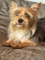 Mauz, a female Yorkshire Terrier for sale in Miami, FL – 4 of 10