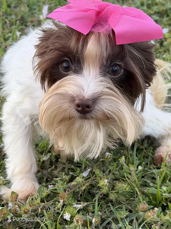 Lucy (teacup) – Yorkshire Terrier puppy for sale in Miami, FL