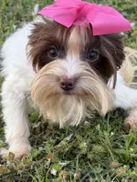 Lucy (teacup), a female Yorkshire Terrier for sale in Miami, FL – Photo 1 of 4