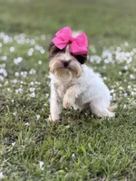 Lucy (teacup), a female Yorkshire Terrier for sale in Miami, FL – Photo 2 of 4