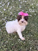 Lucy (teacup), a female Yorkshire Terrier for sale in Miami, FL – Photo 4 of 4