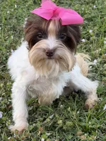 Lucy (teacup), a female Yorkshire Terrier for sale in Miami, FL – Photo 3 of 4