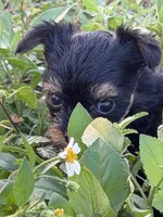 Theodore, a male Yorkshire Terrier for sale in Miami, FL – 5 of 5