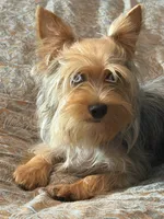Mauz, a female Yorkshire Terrier for sale in Miami, FL – 8 of 10
