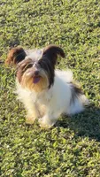Victoria , a female Yorkshire Terrier for sale in Miami, FL – Photo 3 of 5